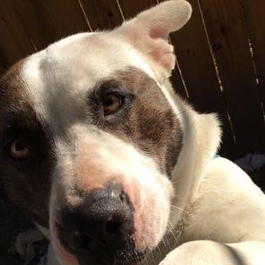 Meet your Posher, Daisy